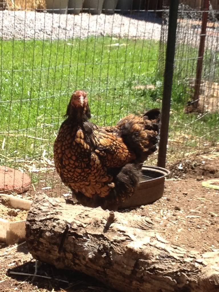 Brahma Thread | Page 640 | BackYard Chickens - Learn How to Raise Chickens