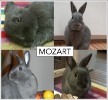 rabbit using litter box as bed