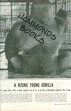 Image for Article: a Rising Young Gorilla - the St. Louis Zoos Phil, a Hefty Quarter Ton At 14, is on Way to Becoming Countrys No. 1 Ape