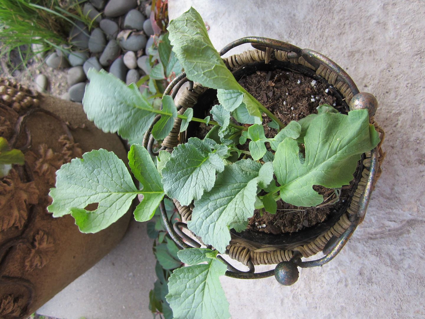 How to Fill Flower Pots on a BudgetThree Weeks Later My Urban Garden