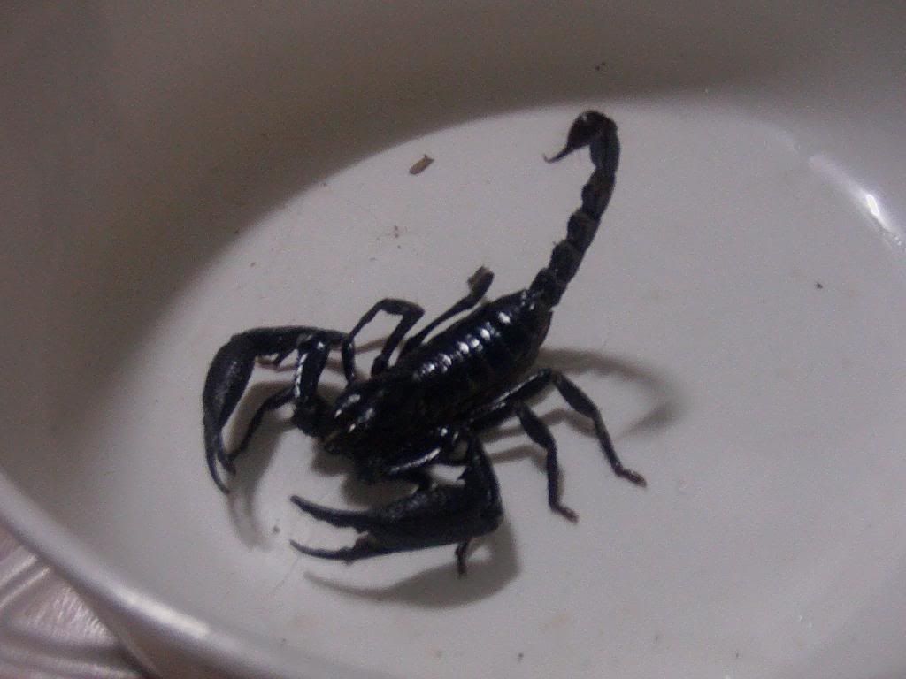 PICT0155.jpg