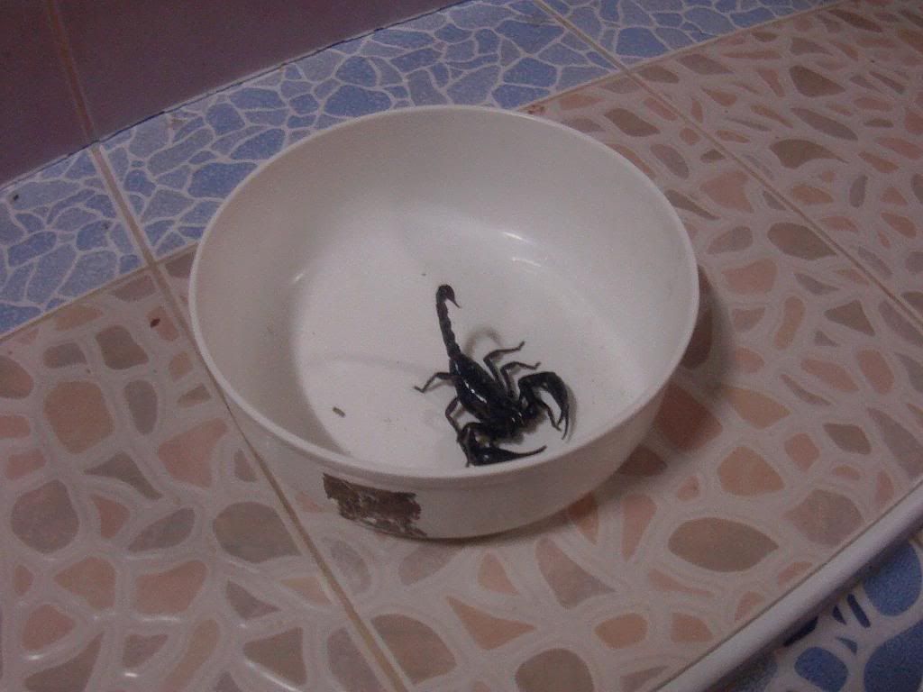 PICT0158.jpg