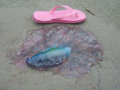 Portuguese_Man_o_War_100_5316.jpg