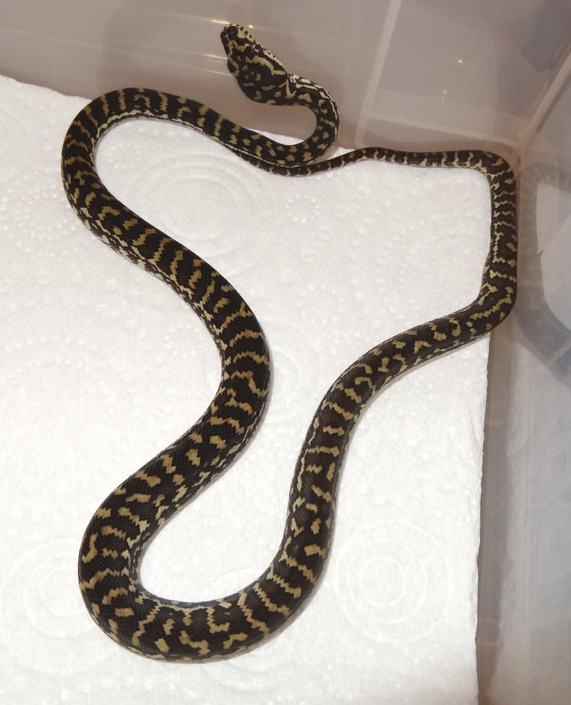E Midlands Carpet Pythons for sale! CB14 Jungle Zebras Reptile Forums