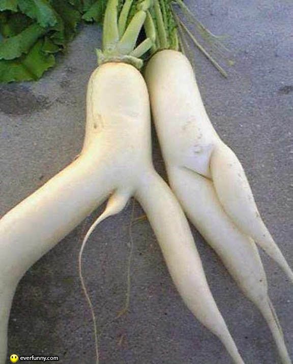 Does-This-Pair-of-Radish-Looks-Suggestive_zps48f7dcf5.jpg