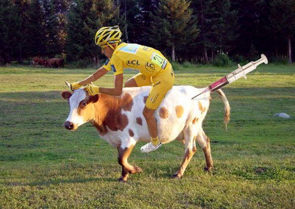 contador-on-a-cow.jpg