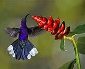 photo violetsabrewing1.jpg