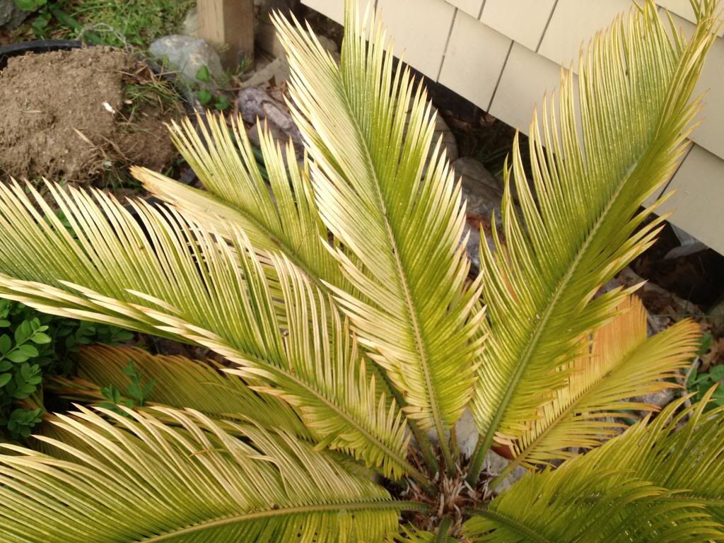 How Do You Save A Dying Sago Palm